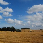 Endlose Weiten - Sommerliches Kornfeld in Mecklenburg